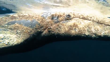 Head-Mount-Footage-Of-Noaa-Attempting-To-Distentangle-A-Whale-From-Fishing-Gear
