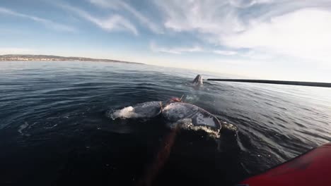 Head-Mount-Footage-Of-Noaa-Attempting-To-Distentangle-A-Humpback-Whale-From-Fishing-Gear