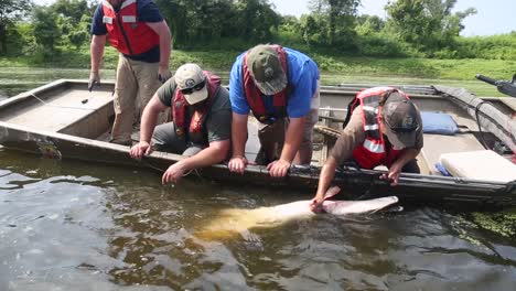 4-Workers-Leaning-Over-Side-Of-Boat-Untangling-Gar-From-Net-And-then-Release-It-Back-Into-the-Water-2018