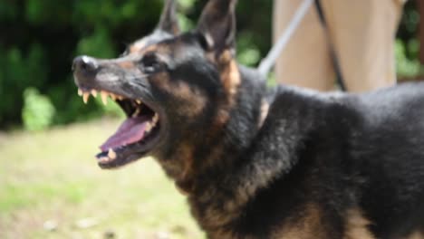 Airmen-Demonstrate-Canine-Training-Exercises-And-Skills-Of-the-Security-Forces-Canine-Unit-Andersen-Air-Force-Base-Guam