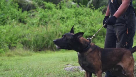 Los-Aviadores-Demuestran-Ejercicios-De-Entrenamiento-Canino-Y-Habilidades-De-Las-Fuerzas-De-Seguridad-Unidad-Canina-Andersen-Air-Force-Base-Guam-2