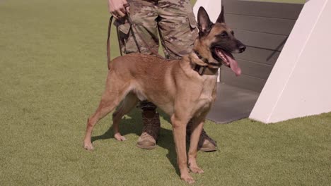 Belgian-Shepherd-Military-Working-Dog-Trains-With-their-Security-Forces-Airman-Handler-At-Montaña-Home-Air-Base