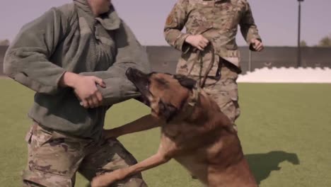 Perro-De-Trabajo-Militar-Pastor-Belga-Trenes-Con-Sus-Fuerzas-De-Seguridad-Aviador-Handler-En-La-Base-Aérea-De-Montaña-Home-1