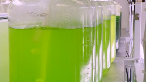 Algae-Is-Developed-And-Used-By-Researchers-As-A-Biofuel-5
