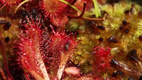 A-Fruit-Fly-Becomes-Trapped-In-A-Sticky-Sap-Of-A-Sundew-Plant