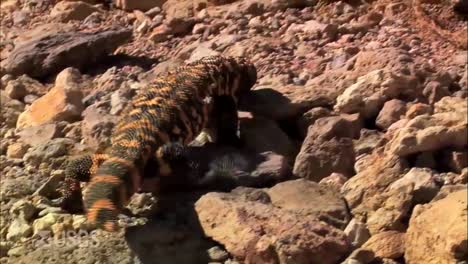 A-Gila-Monster-Crawls-On-The-Ground