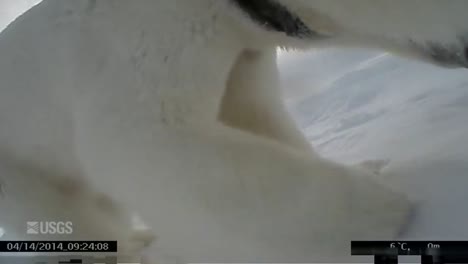 Go-Pro-Footage-Attached-To-A-Polar-Bear-2