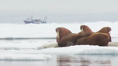 Walross-Leben-In-Einem-Natürlichen-Eislebensraum-In-Der-Arktis-2