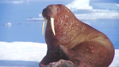 Walrus-Live-In-A-Natural-Ice-Habitat-In-The-Arctic-4