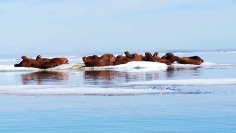 Walross-Leben-In-Einem-Natürlichen-Eislebensraum-In-Der-Arktis-5