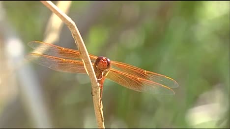 A-Dragonfly-Sits-On-A-Reed
