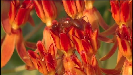 Eine-Ameise-Krabbelt-über-Eine-Rote-Pflanze