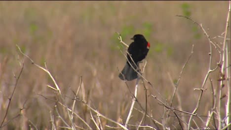 A-Redwing-Blackbird-In-A-Field