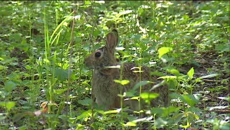 Ein-Kaninchen-Sitzt-Im-Wald-Und-Schaut-Wachsam