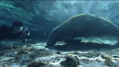 A-Diver-Photographs-A-Manatee-Underwater