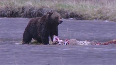 A-Bear-Stands-In-A-Stream-Or-Río-Feeding-On-A-Carcass
