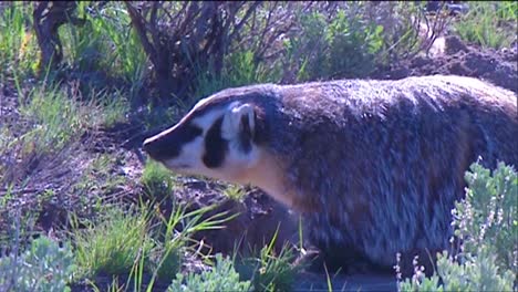 A-Badger-Walks-In-The-Grass
