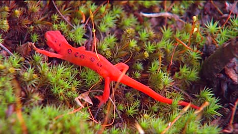 A-Red-Salamander-Crawls-Across-A-Green-Bed-Of-Lichen