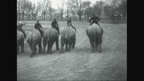 Elefanten-Werden-1935-In-Ohio-Zum-Sport-Gefahren