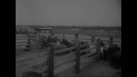 Die-Wilden-Pferde-Der-Chincoteague-Island-Werden-Nach-Virginia-Geschickt,-Um-1959-Verkauft-Zu-Werden