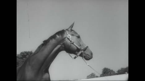 Ein-Champion-Rennpferd-Geht-1967-Wegen-Eines-Arthritischen-Rechten-Vorderbeins-In-Den-Ruhestand