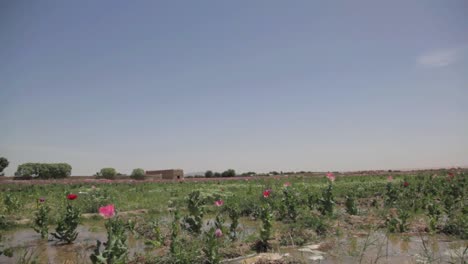 Us-Marines-Blow-Up-And-Destroy-Poppy-Fields-In-Afghanistan