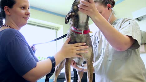 Hunde-Werden-In-Einer-Tierarztpraxis-Gegen-Krankheiten-Geimpft-1