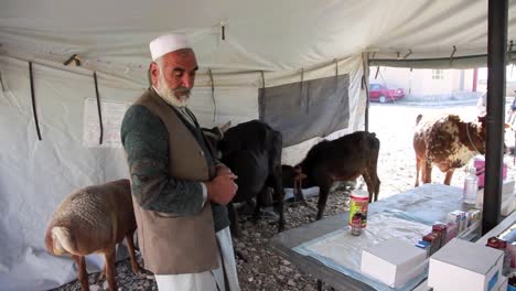 Tierärzte-Behandeln-Rinder-Und-Schafe-In-Einer-Ländlichen-Gemeinde-In-Afghanistan