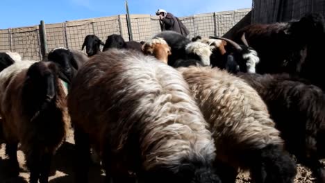 Tierärzte-Behandeln-Ziegen-Und-Schafe-In-Einer-Ländlichen-Gemeinde-In-Afghanistan