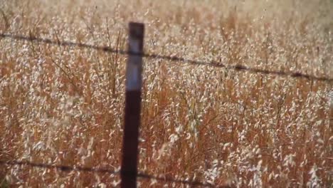 Tiro-De-Movimiento-Lento-A-Lo-Largo-De-Una-Valla-De-Alambre-De-Púas-Con-Fondo-De-Campos-De-Trigo-Que-Sopla