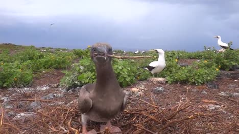 Red-Footed-Booby-Birds-Play-In-Their-Nest