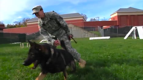 Nosotros-Los-Soldados-Entrenamos-A-Un-Perro-K9