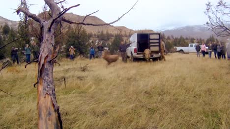 Bighorn-Sheep-Are-Released-Into-The-Wild-By-Wildlife-Biologists-1