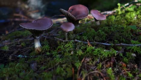 Mushrooms-Grow-On-The-Forest-Floor-2