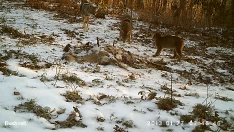 Security-Remote-Camera-Footage-Shows-A-Coyote-And-Bobcat-Having-An-Intense-Standoff-In-A-Clearing