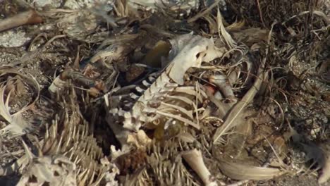Shot-Of-Marine-Litter-Trash-Junk-And-Debris-Found-Inside-Dead-Bird-Along-Hawaii-Beaches-1
