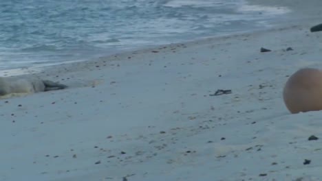 Shot-Of-Marine-Litter-Trash-Junk-And-Debris-Found-Along-Hawaii-Beaches