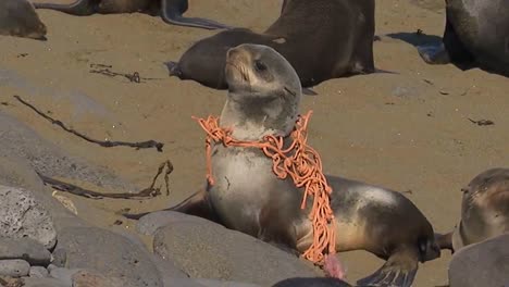 A-Sea-Lion-Is-Caught-In-A-Fishing-Net-Marine-Debris-On-A-Beach