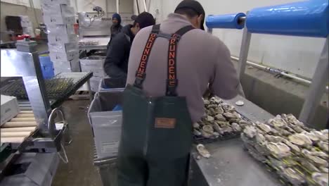 Oysters-Are-Harvested-In-A-Factory-In-Washington-State