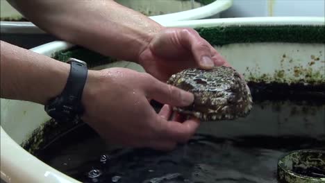 Researchers-From-Noaa-Work-On-A-Pinto-Abalone-Restoration-Project-In-Puget-Sound-Washington