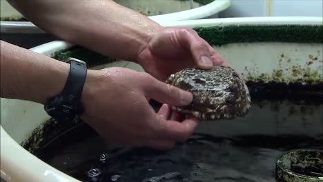 Forscher-Von-Noaa-Arbeiten-An-Einem-Pinto-Abalone-Restaurierungsprojekt-In-Puget-Sound-Washington-Sound