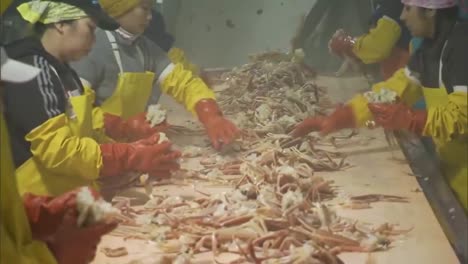 Scenes-Inside-A-Crab-Factory