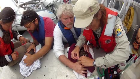 El-Servicio-De-Pesca-Y-Vida-Silvestre-De-EE.-UU.-Etiqueta-A-Las-Pardelas-Desde-Un-Barco-Después-De-Marcarlas