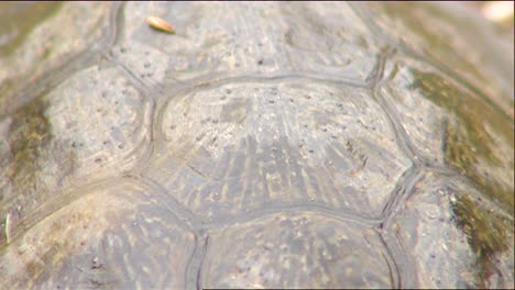 Close-Up-Of-A-Tortoise-And-Shell