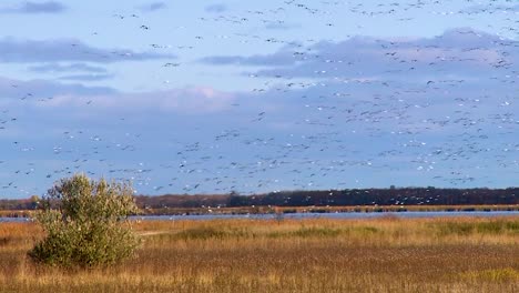 Canada-Geese-Flock-In-The-Skies-Above-A-Wetland-Or-Swamp-In-America