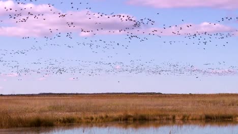 Tausende-Von-Vögeln-Ziehen-Durch-Eine-Feuchtgebiet-Sumpfregion-In-Nordamerika