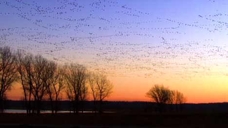 Thousands-Of-Birds-Migrate-Across-A-Wetland-Marsh-Region-In-North-America-1