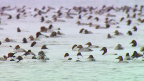 Hunderte-Von-Canvasback-Enten-Schwimmen-Zusammen-In-Einem-Feuchtgebiet-Sumpfschutzgebiet-In-Nordamerika