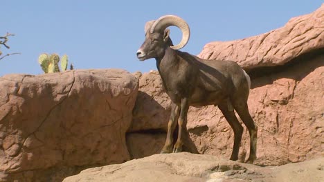 A-Bighorn-Sheep-Walks-On-A-Cliff-Face-In-North-America-1