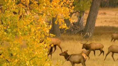 Elk-Herd-Grazing-In-A-Forested-Meadow-In-North-America